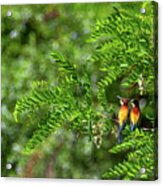 European Bee-eater, Merops Apiaster, Birds Duo Acrylic Print