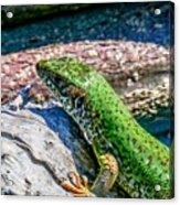 European Green Lizard Acrylic Print