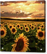 Evening Sunset Sunflowers Acrylic Print