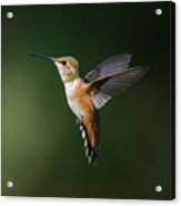 Extended Rufous Wings Acrylic Print