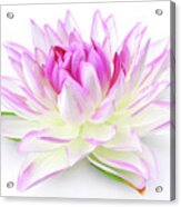 Fabric Lily On White Acrylic Print