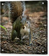 Face-off With A Squirrel Acrylic Print