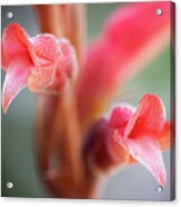 Fakahatchee Beaked Orchid Closeup1 Acrylic Print