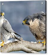 Falcons In Winter Acrylic Print