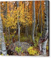 Fall Aspen Grove - Graffiti - Lovers' Initials Acrylic Print