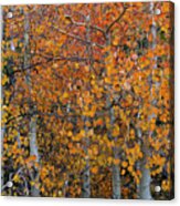 Fall Aspens Of The Sierras Acrylic Print