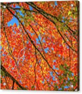 Fall Canopy Acrylic Print