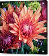 Fall Chrysanthemums Acrylic Print