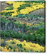 Fall Color In The Eastern Sierras California Acrylic Print