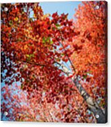 Fall Colors In Acadia Acrylic Print