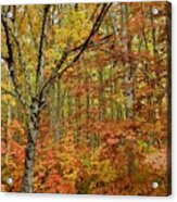 Fall Forest Acrylic Print