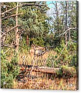 Fall In The Forest Deer Acrylic Print
