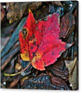 Fall Maple Leaf Acrylic Print