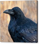 Fall Raven Acrylic Print