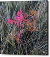 Fall Wild Rose Plant On The Prairie Acrylic Print