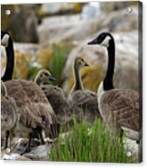 Family Of Geese Acrylic Print