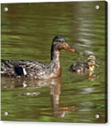Family Of Mallard Ducks Dwf0242 Acrylic Print