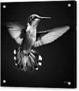 Fantail Hummingbird Acrylic Print