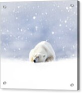Fantasy Scene Of A Polar Bear Resting In The Snow Acrylic Print