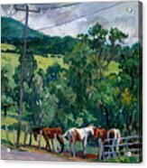 Farm Horses/ Berkshires Acrylic Print