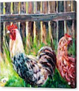 Farm Yard Chicken - Acrylic Art Acrylic Print