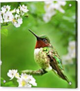 Fauna And Flora - Hummingbird With Flowers Acrylic Print