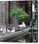 Fine Feathered Cloister Acrylic Print