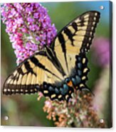 Feeding Butterfly Acrylic Print