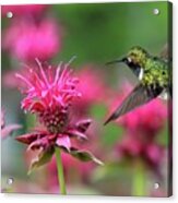 Feeding Hummingbird And Pink Bee Balm Acrylic Print
