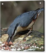 Feeding Nuthatch Acrylic Print