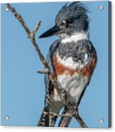 Female Belted Kingfisher Acrylic Print