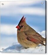 Female Cardinal In Snow Acrylic Print