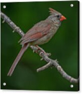 Female Northern Cardinal In The Wild Acrylic Print