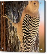 Female Gila Woodpecker 220930 Acrylic Print