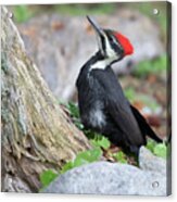 Female Pileated Woodpecker Acrylic Print