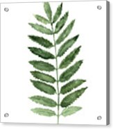 Fern Poster, Fern Print, Green Fern Leaf, Fern Wall Decor Acrylic Print