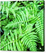 Ferns In The Forest Acrylic Print
