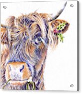 Festive Highland Cow Acrylic Print