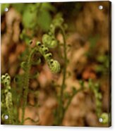 Fiddleheads Acrylic Print