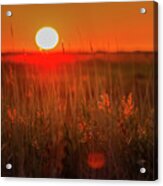 Field At Sunset Acrylic Print