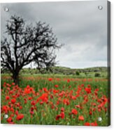 Field Full Of Red Beautiful Poppy Anemone Flowers And A Lonely Dry Tree. Spring Time, Spring Landscape Cyprus. Acrylic Print