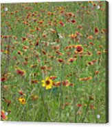Field Of Spring Wildflowers Acrylic Print