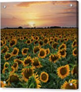 Field Of Sunflowers In Texas Acrylic Print