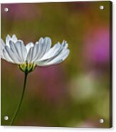 Field Of Wildflowers Acrylic Print