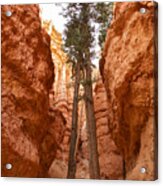 Fir Trees Growing Between Hoodoos Inside The Navajo Loop Track, Bryce Canyon Acrylic Print