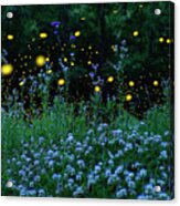 Fireflies And The Night Meadow Acrylic Print