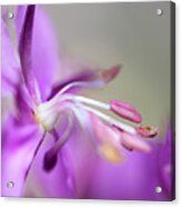 Fireweed Close Up Acrylic Print