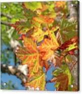 First Colored Leaves In July Acrylic Print