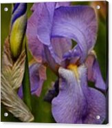 First Iris 2022 Acrylic Print