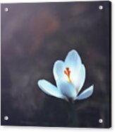 First Signs Of Spring Acrylic Print